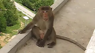 Monkey Temple in Prachuap Khiri Khan, Thailand