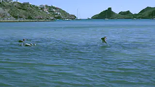 Pelicans fishing in San Carlos, Sonora, Mexico