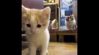 The cutest and funniest cat (kitten) video ever
